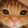 🐾kamo 🐾 profil fotoğrafı