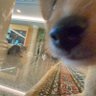 SleepySamo profil fotoğrafı