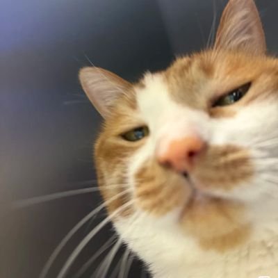 mima's profile picture