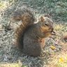 Фото профиля The Bitcoin Squirrel