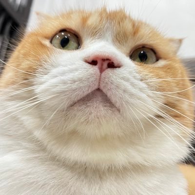 cat love SIGNA's profile picture