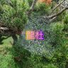 Profilbild von 紫縁_龍tono約束
