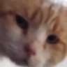 Profilbild von Bastet