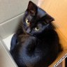 Profilbild von 黒猫