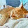 ねこねこ's profile picture