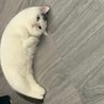 Фото профиля chika