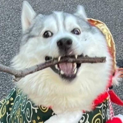 コハクヌシ's profile picture