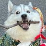 コハクヌシ 的头像