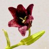 Фото профиля Lovelyflower