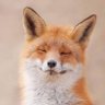 Renard chelou ็ๅคดๅ