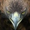 Ozturk0378's profile picture