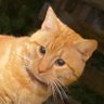 Vozo's profile picture