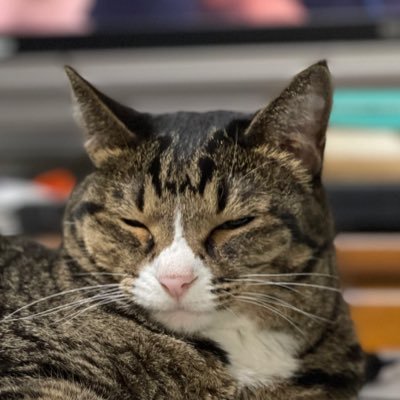 dogimp555's profile picture