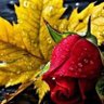 كهلان profil fotoğrafı