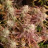 Frequency_cannabis 0420 profil fotoğrafı