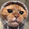 Essa's profile picture