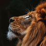 TheLionOfME's profile picture
