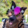 Jax Hyena / Glacier Husky 🔜 WPAFW's profile picture