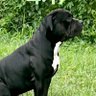 William H bonney's profile picture