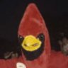 National Bird of Taured's profile picture