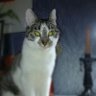 Isa&😻&🐶 profil fotoğrafı