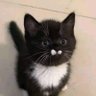 PJ profil fotoğrafı