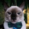Profilbild von Capitanhugo98