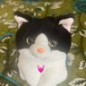 ななさんのたあちゃん's profile picture