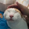 PreawJA🐱 profil fotoğrafı