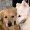 Boo profil fotoğrafı