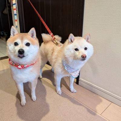KURUMILK.SHIBAINU's profile picture