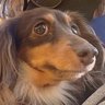 Profilbild von チョコ