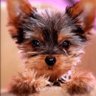 Profilbild von YorkieMom