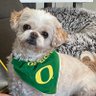 Фото профиля Frances #GoDucks💚💛🏈