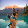 Appalachian Shepherd's profile picture