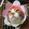 もじに🐯🐷🟢 的头像