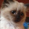 Cat 的头像