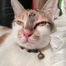 Desi Panda profil fotoğrafı