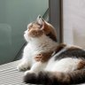 KoKi's profile picture