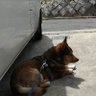 うききさる profil fotoğrafı