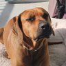 IAmADog profil fotoğrafı