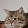 先ずは常識を 的头像