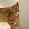 persian_meow's profile picture