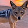 Jackal profil fotoğrafı