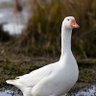 連邦の人 profil fotoğrafı