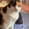 ポニョ 的头像