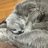 もぐ's profile picture
