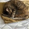 鈴(りん) 的头像