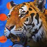 咲弥 profil fotoğrafı