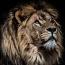 SoFi🦁's profile picture